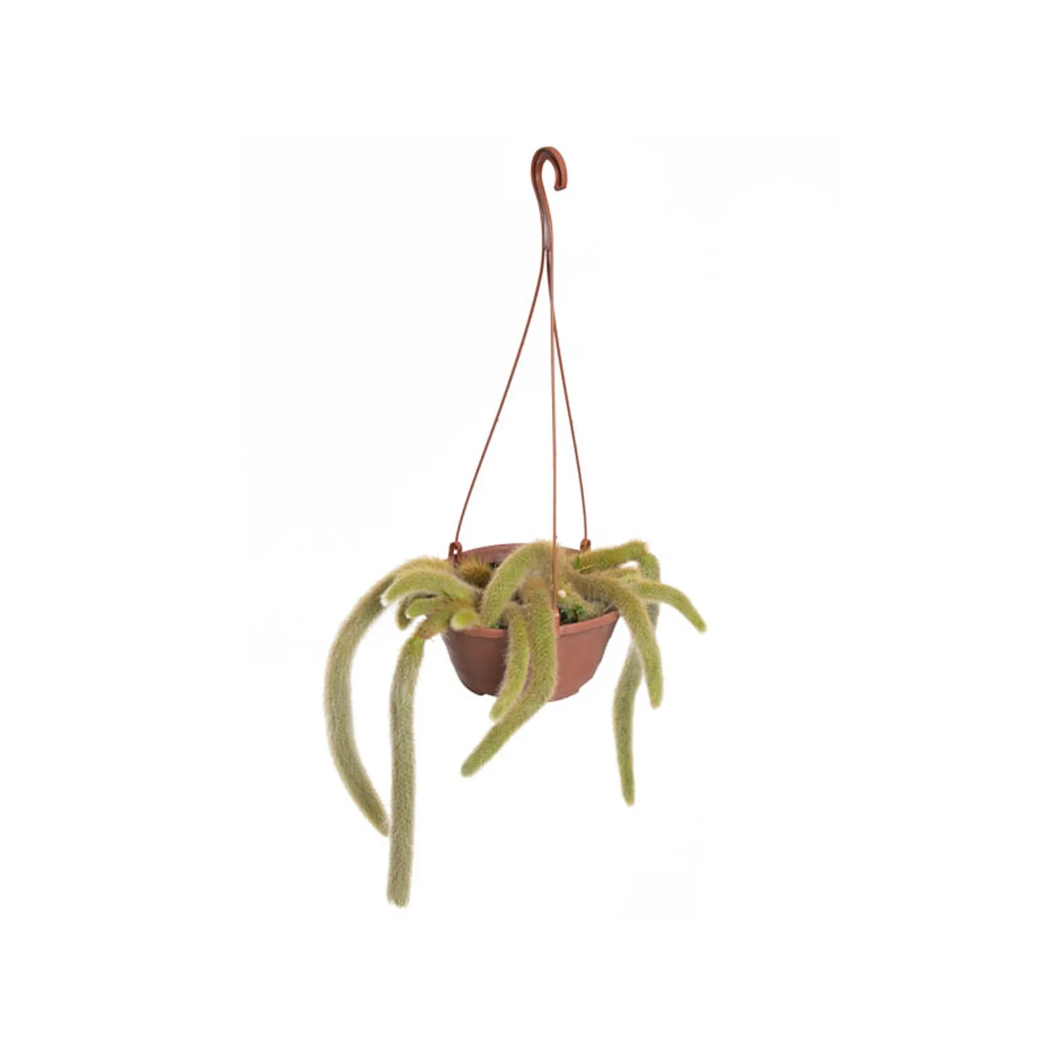 Cacto-Rabo-De-Macaco-Planta-Natural-Cuia-21