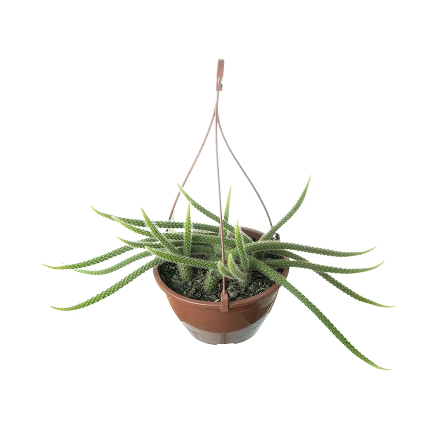 Cacto-Rabo-De-Rato-Planta-Natural-Cuia-18