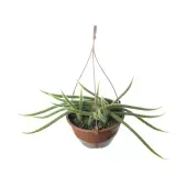Cacto Rabo De Rato Planta Natural Cuia 18