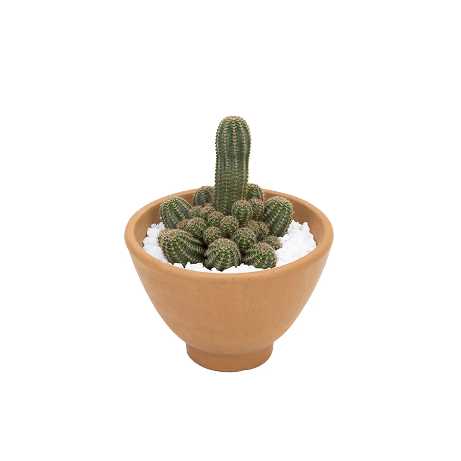 Cactus-Raiz-Propria-VB-Cuia-18