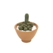 Cactus Raiz Própria VB Cuia 18