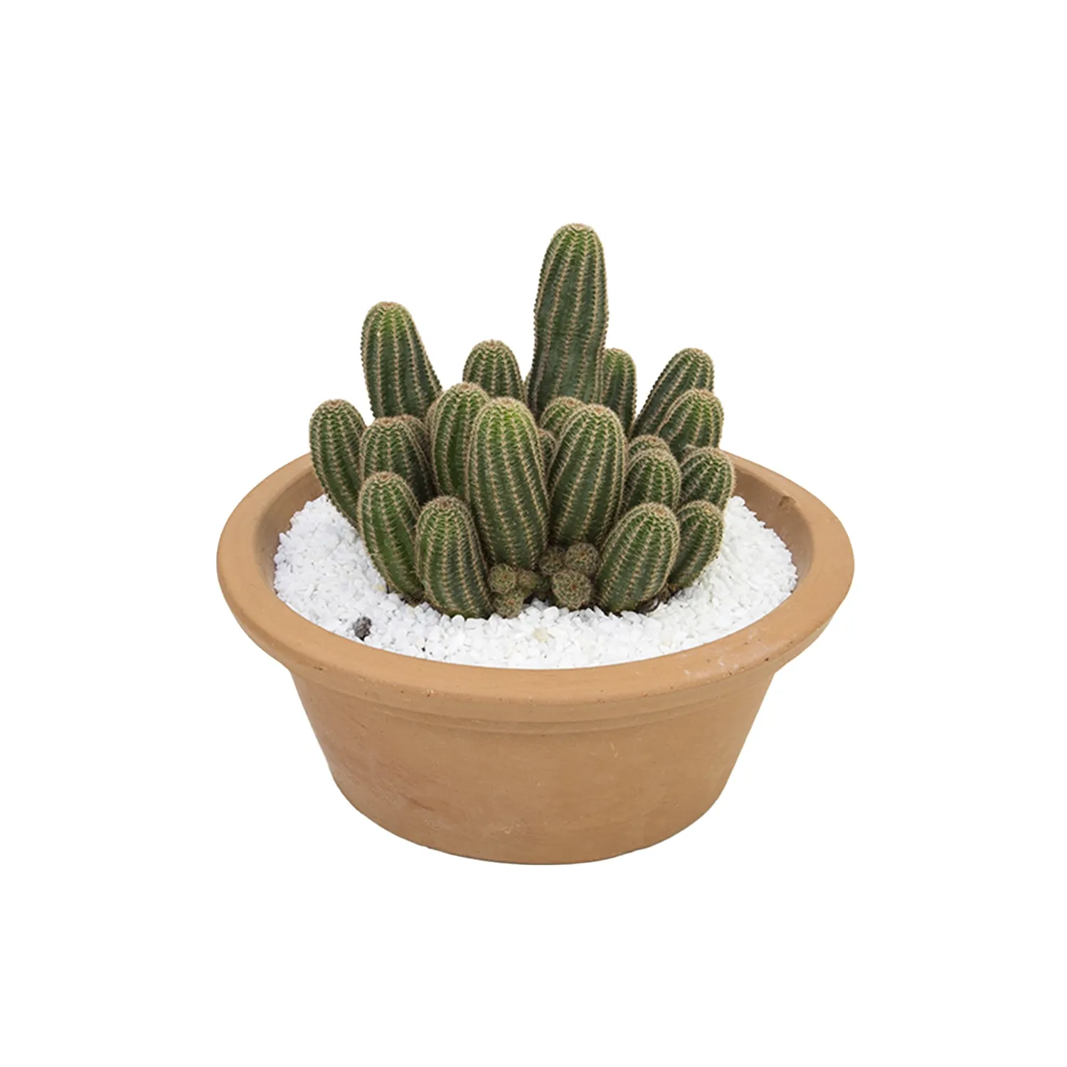 Cactus-Raiz-Propria-VB-Cuia-32