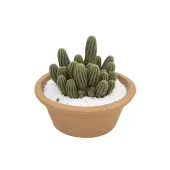 Cactus Raiz Própria VB Cuia 32