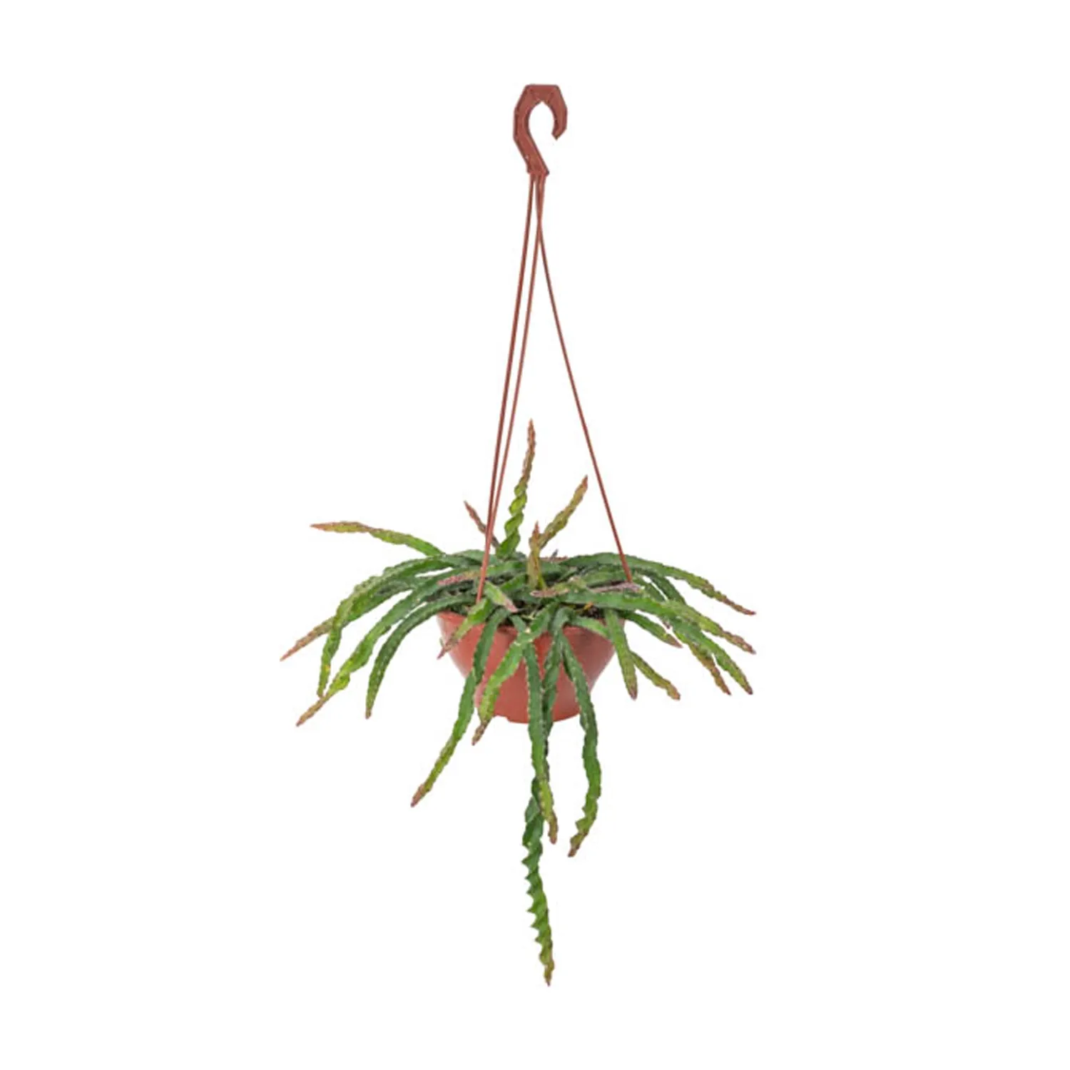 Cacto-Lepismium-Cruciforme-Spiralis-Pendente-Cuia-18