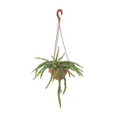 Cacto Lepismium Cruciforme Spiralis Pendente Cuia 18