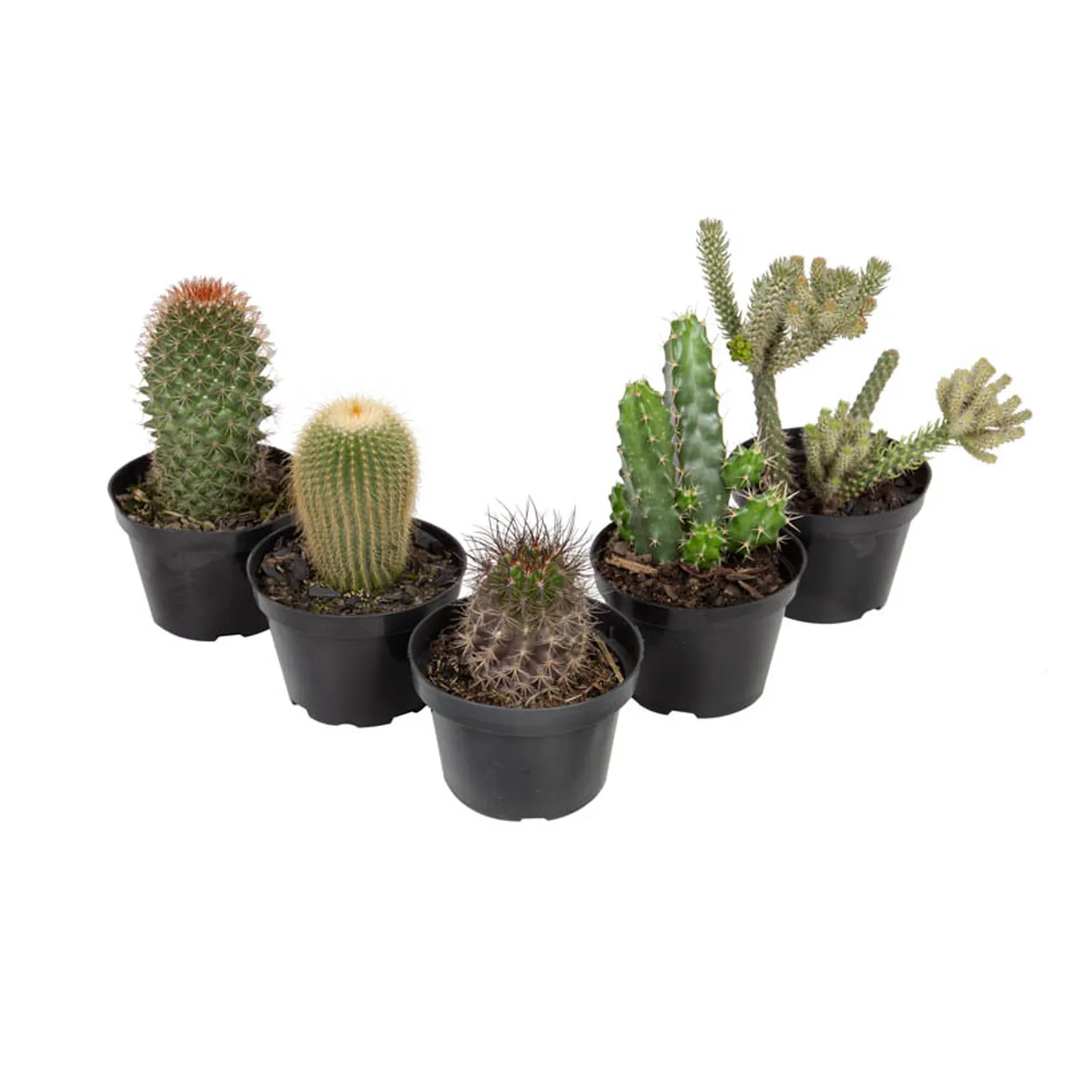 Cacto-Variado-Planta-Natural-Pote-11