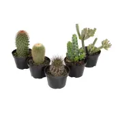 Cacto Variado Planta Natural Pote 11