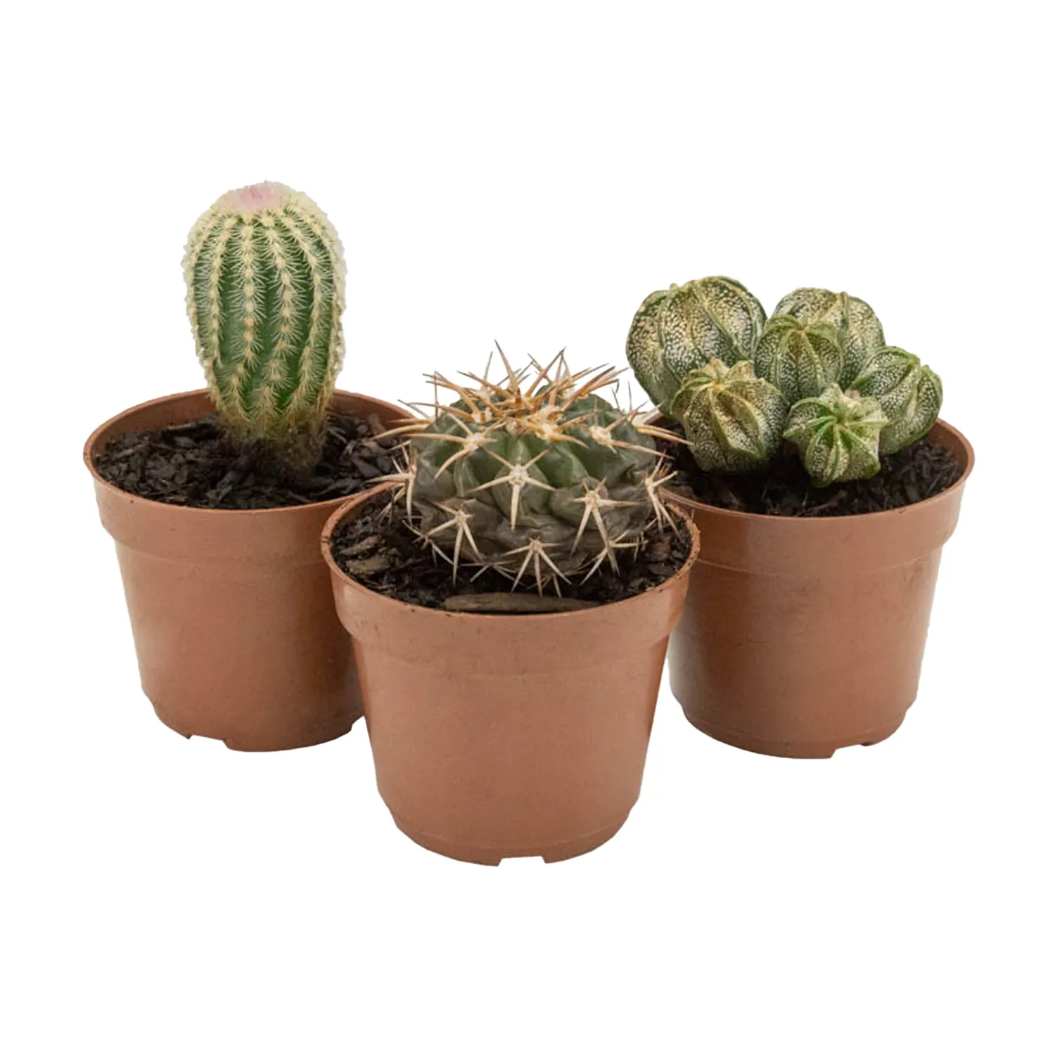 Cacto-Variado-Planta-Natural-Pote-07