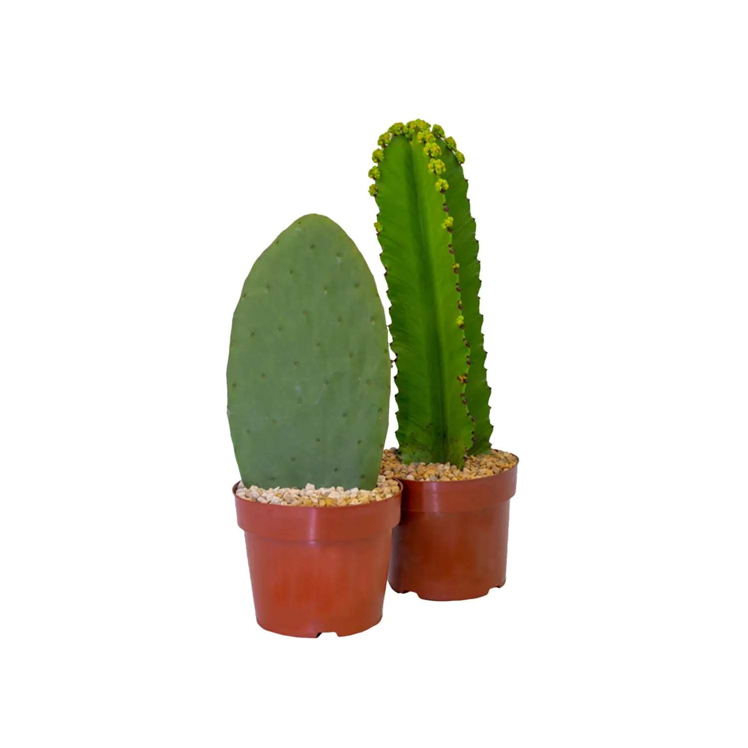 Cacto-Variado-Planta-Natural-Pote-20