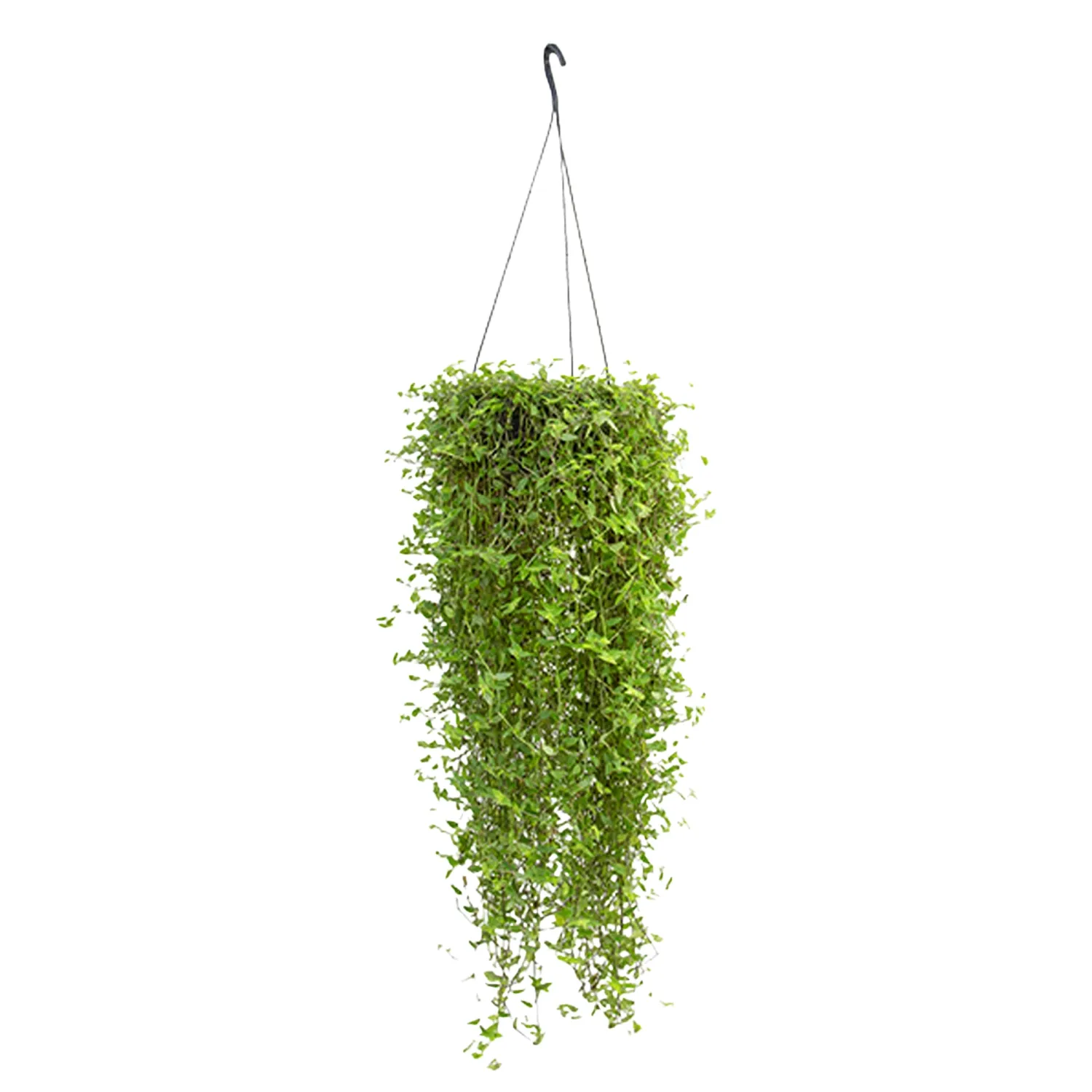 Callisia-Planta-Natural-Cuia-21