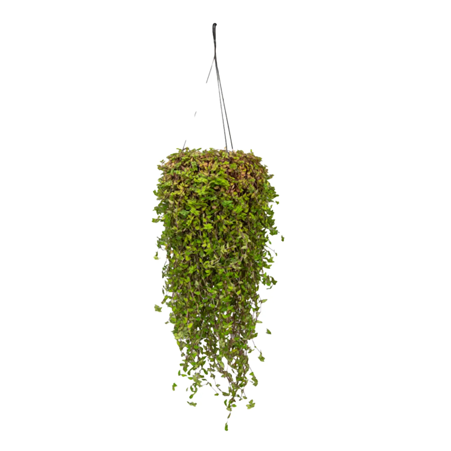 Callisia-Pendente-Planta-Natural-Cuia-21