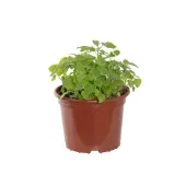 Catnip Erva Do Gato Nepeta Cataria Pote 15