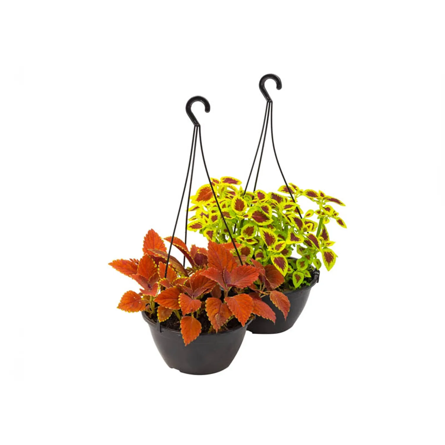 Coleus-Planta-Natural-Cuia-21