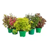 Coleus Planta Natural Pote 15