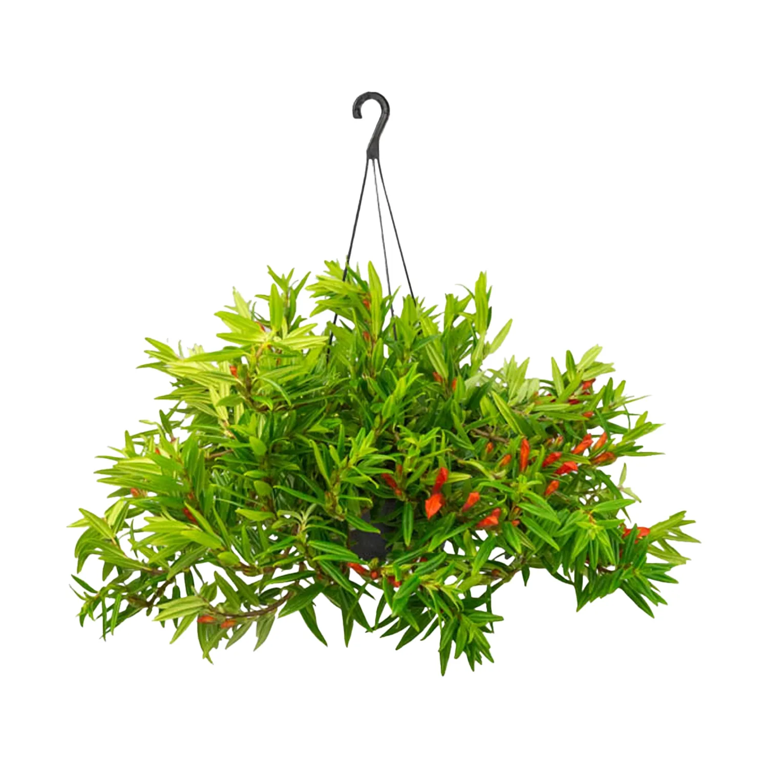 Columeia-Hirta-Planta-Natural-Cuia-21
