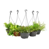 Columeia Variada Planta Natural Cuia 21