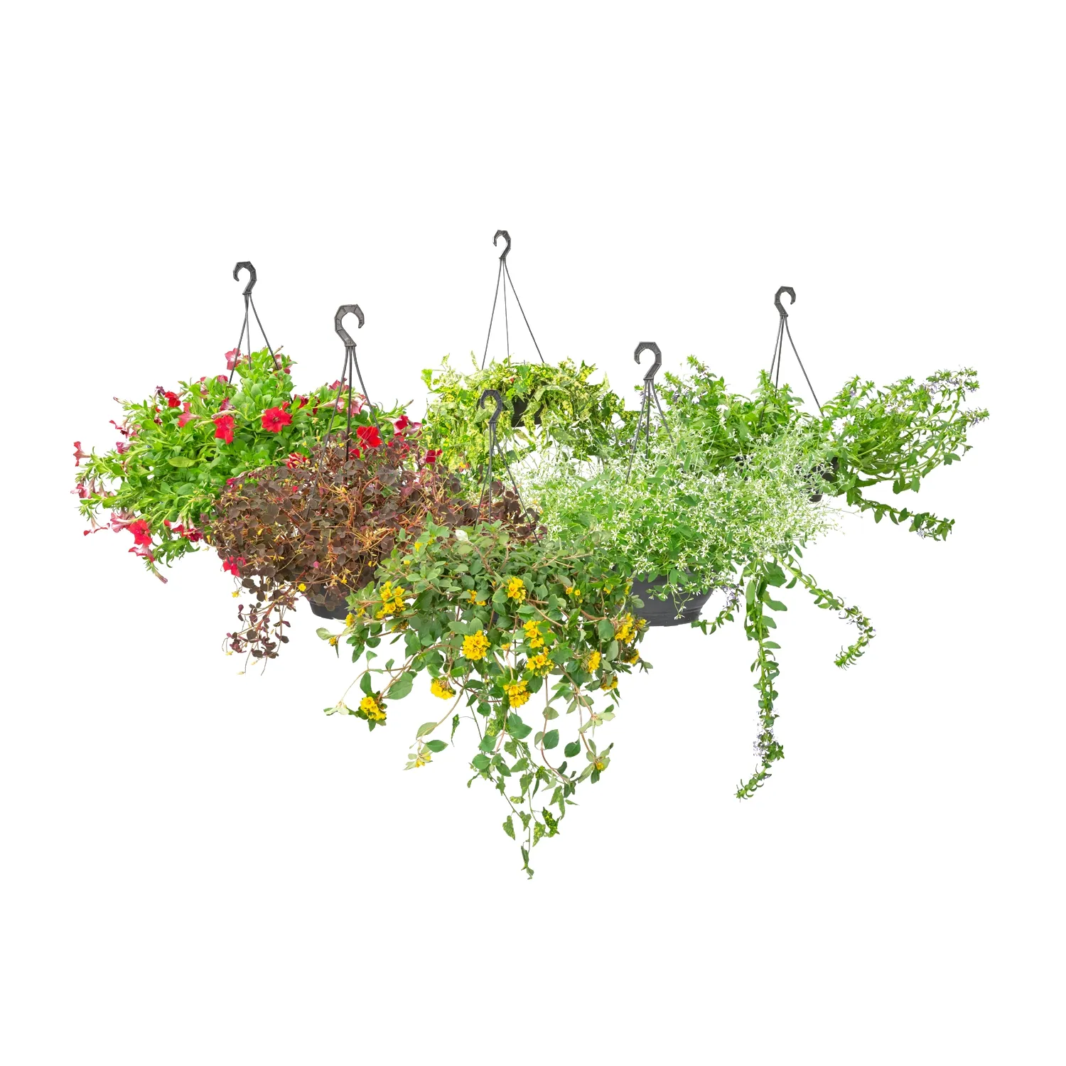 Planta-com-Flores-Variadas-Pendente-Cuia-26