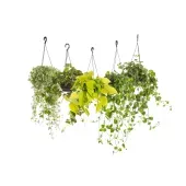 Planta Variada Pendente Cuia 21