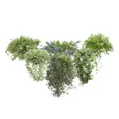 Planta Variada Pendente Meia Cuia