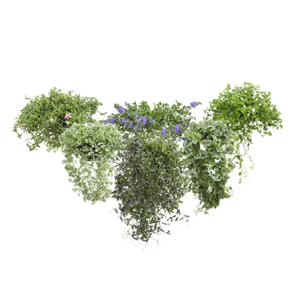Planta Variada Pendente Meia Cuia Único