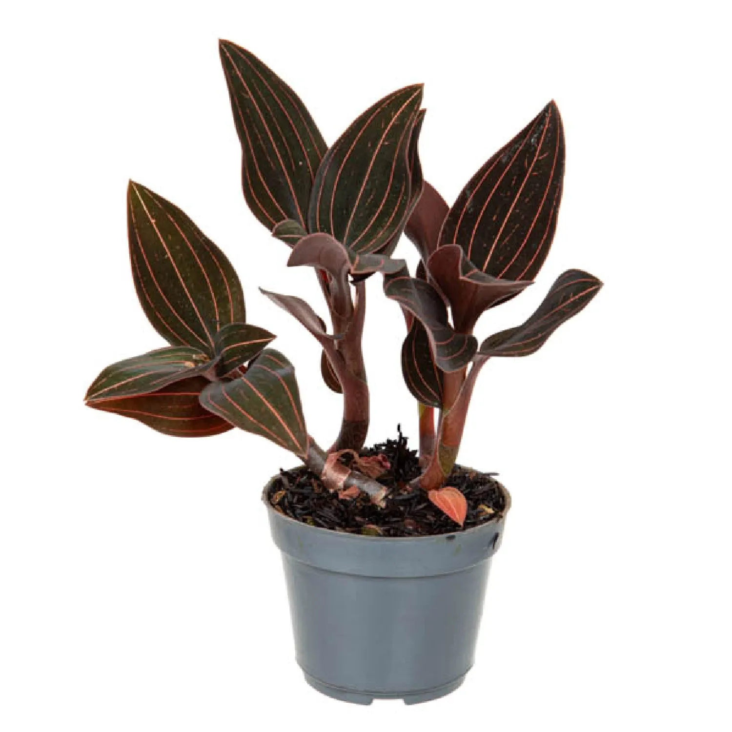 7890291173155-LUDISIA-Pote-08.webp