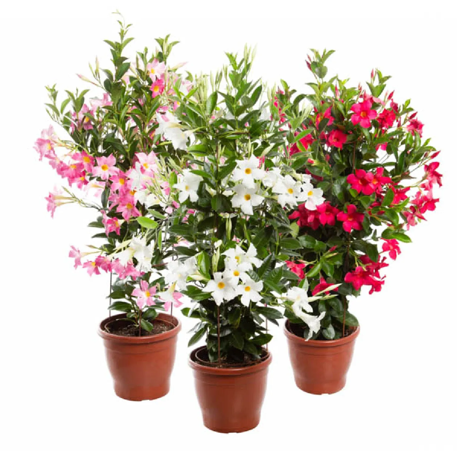 7890291481489-MANDEVILLA-TRABALHADA-FLOR-Pote-24.webp