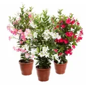 Mandevilla Trabalhada Planta Natural Pote 24