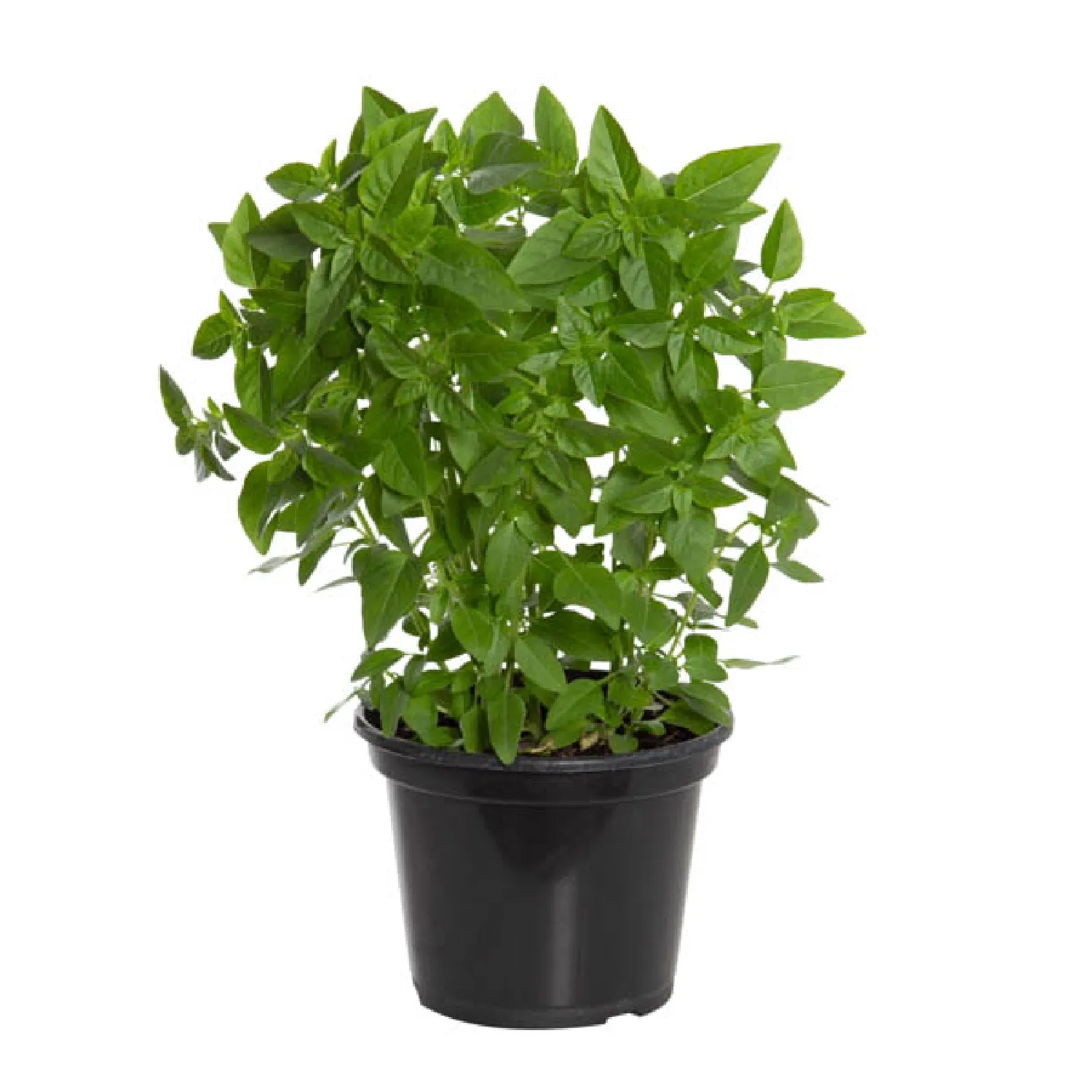 7890291177726-MANJERICAO-Pote-15.webp
