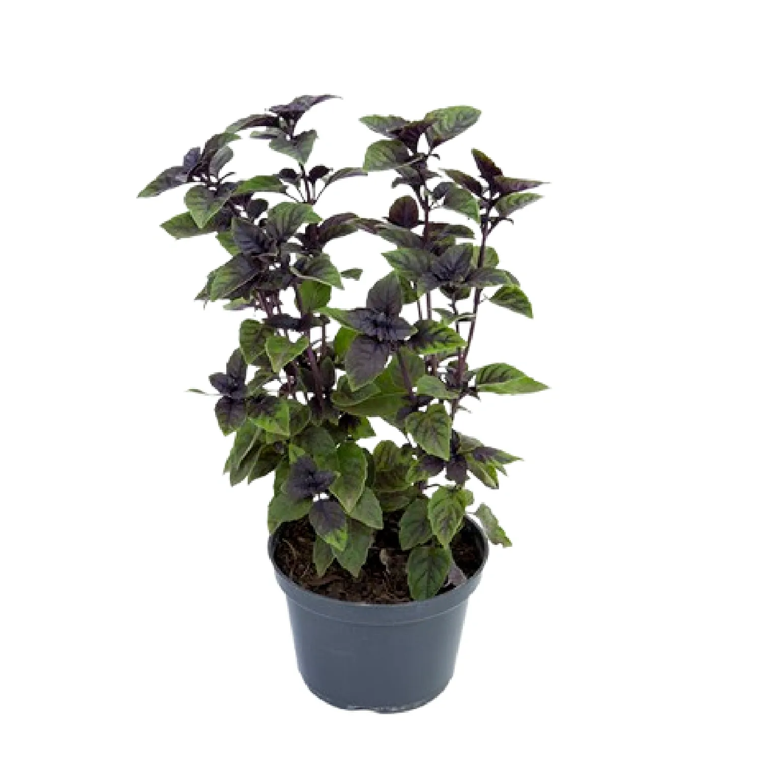 Manjericão Roxo Liso Planta Natural Pote 11