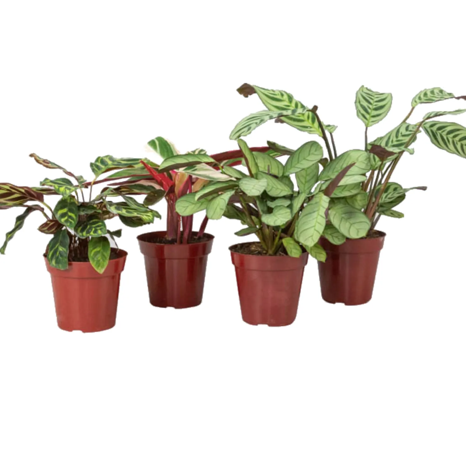 7890291382977-MARANTA-VARIADA-Pote-12.webp