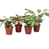 Maranta Variado Planta Natural Pote 12