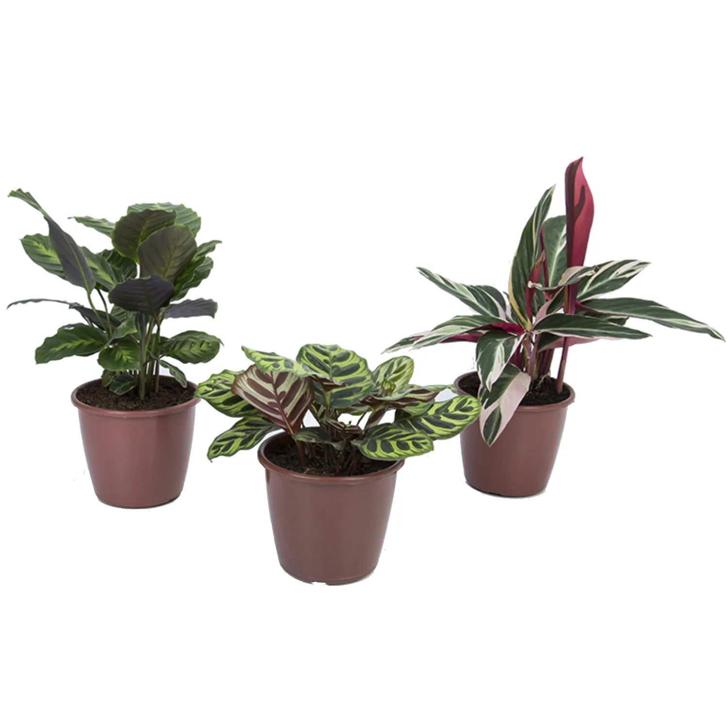 7896553612585-MARANTA-VARIADA-Pote-17.webp