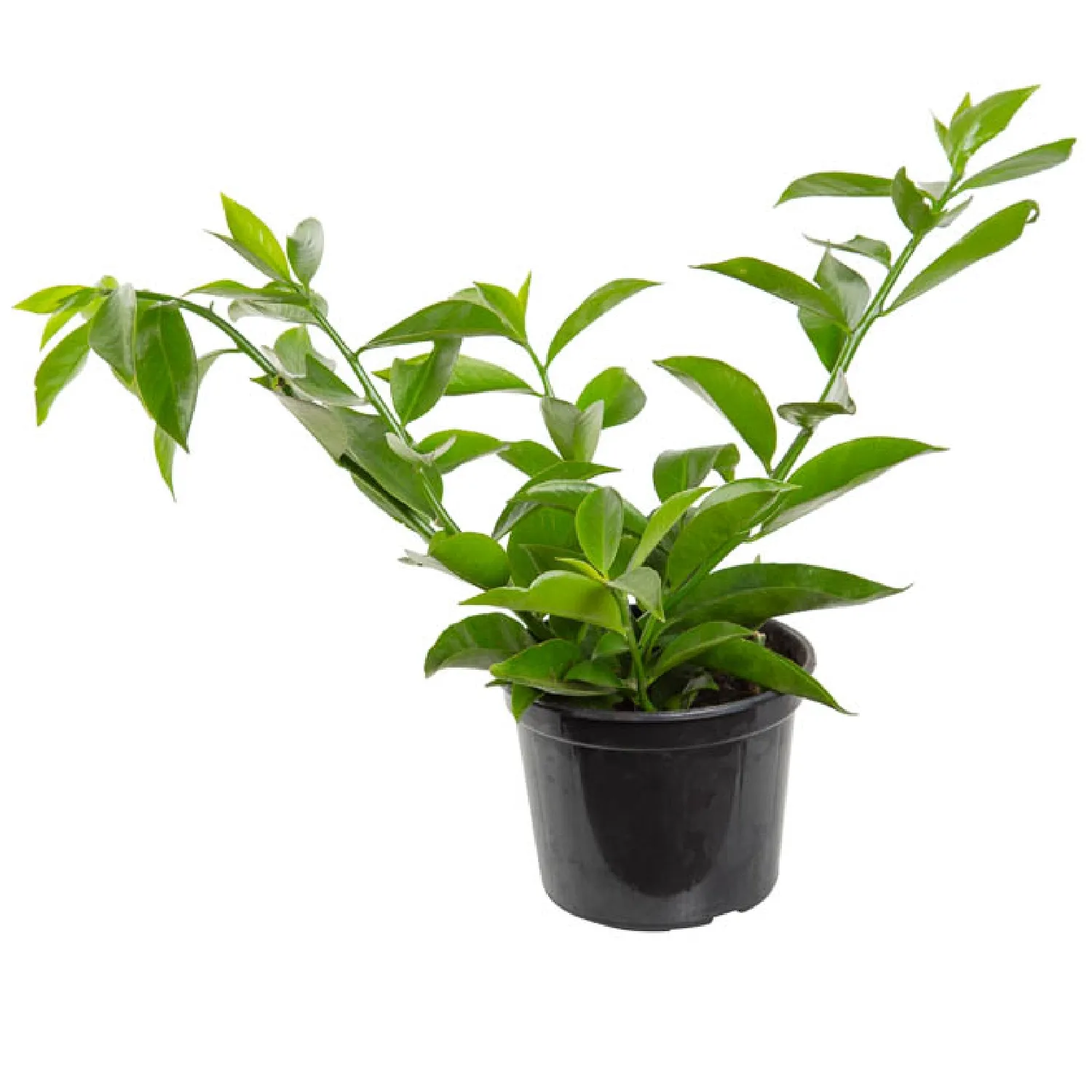 7890291488518-ORA-PRO-NOBIS-Pote-14.webp