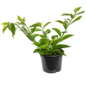 Ora Pro Nobis Planta Natural Pote 14