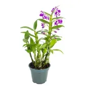 Orquídea Dendrobium Nobily Pote 15