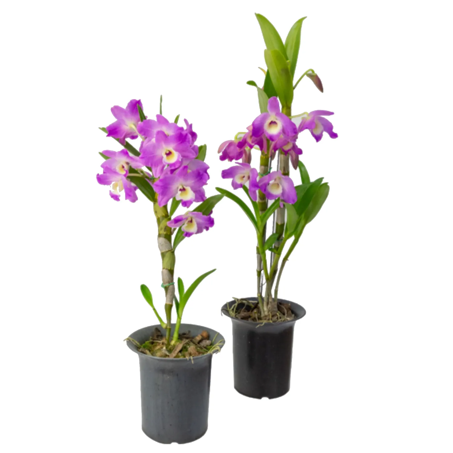 7890291400374-ORQUIDEA-DENDROBIUM-NOBILY-MIN-10-FLORES---Pote-15--1-.webp