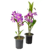 Orquídea Dendrobium Nobily Pote 15 Mini 10 Flores