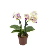 Orquídea Phalaenopsis Mini Pote 06 2 Hastes