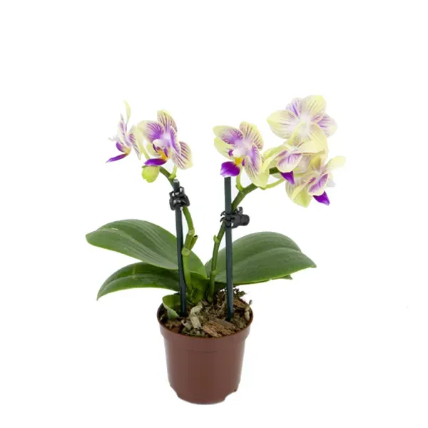 Orquídea Phalaenopsis Mini Pote 06 2 Hastes Único