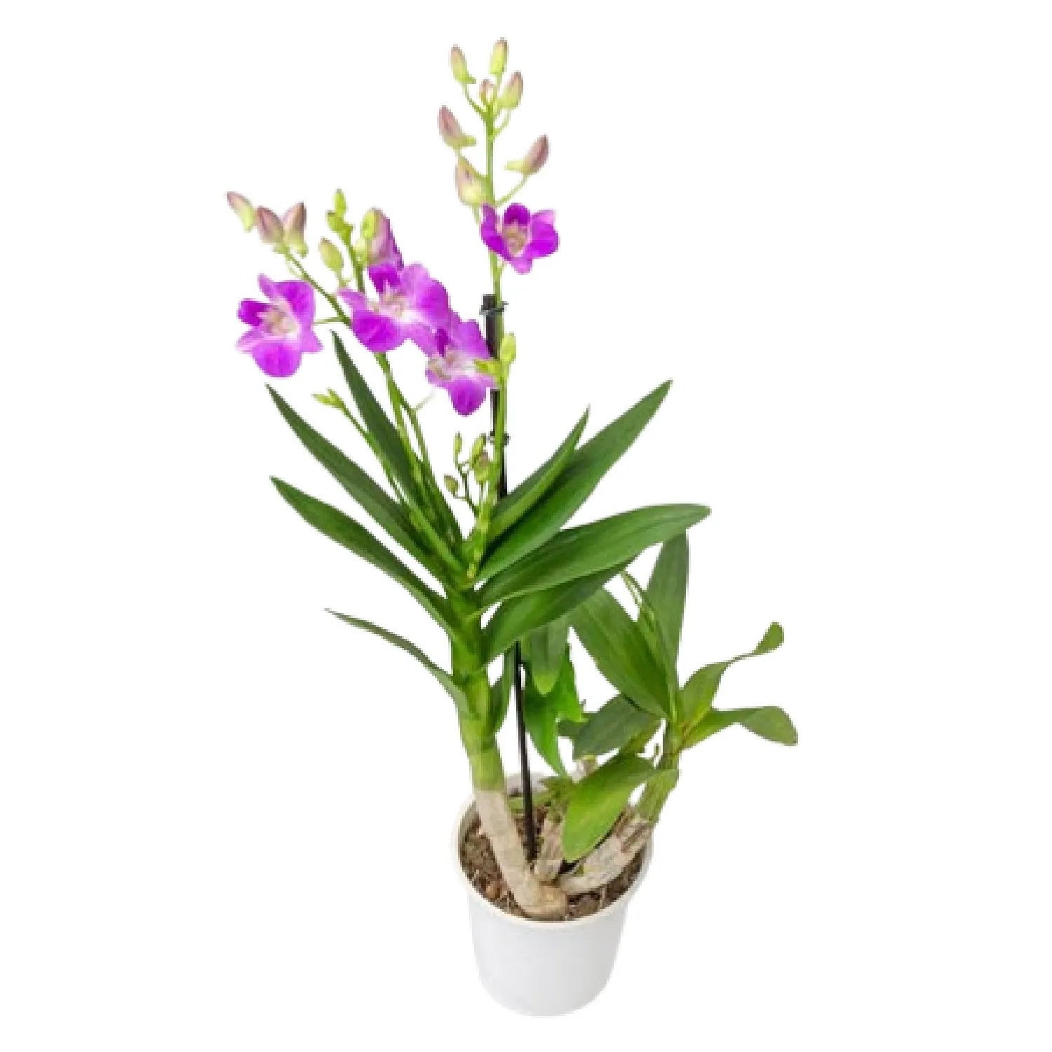 7890291382960-ORQUIDEA-DENDROBIUM-BORNEO-Pote-13.webp
