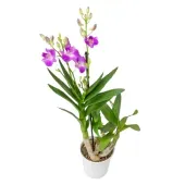 Orquídea Dendrobium Borneo Pote 13