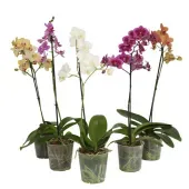 Orquídea Phalaenopsis Multiflora Pote 12