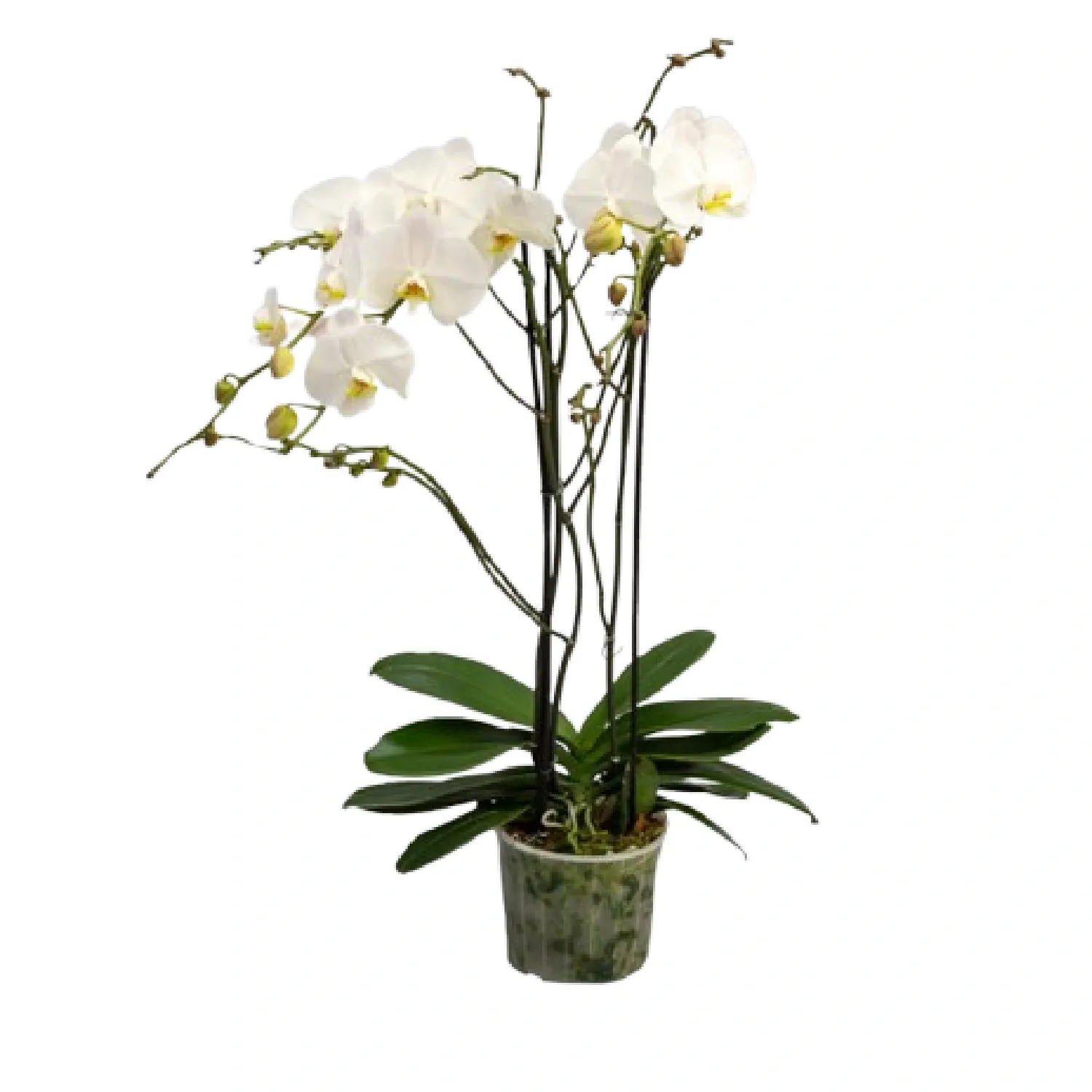 7890291480055-ORQUIDEA-PHALAENOPSIS-MAJORIS-BRANCA-Pote-24--1-.webp