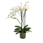 Orquídea Phalaenopsis Majoris Branco Pote 24