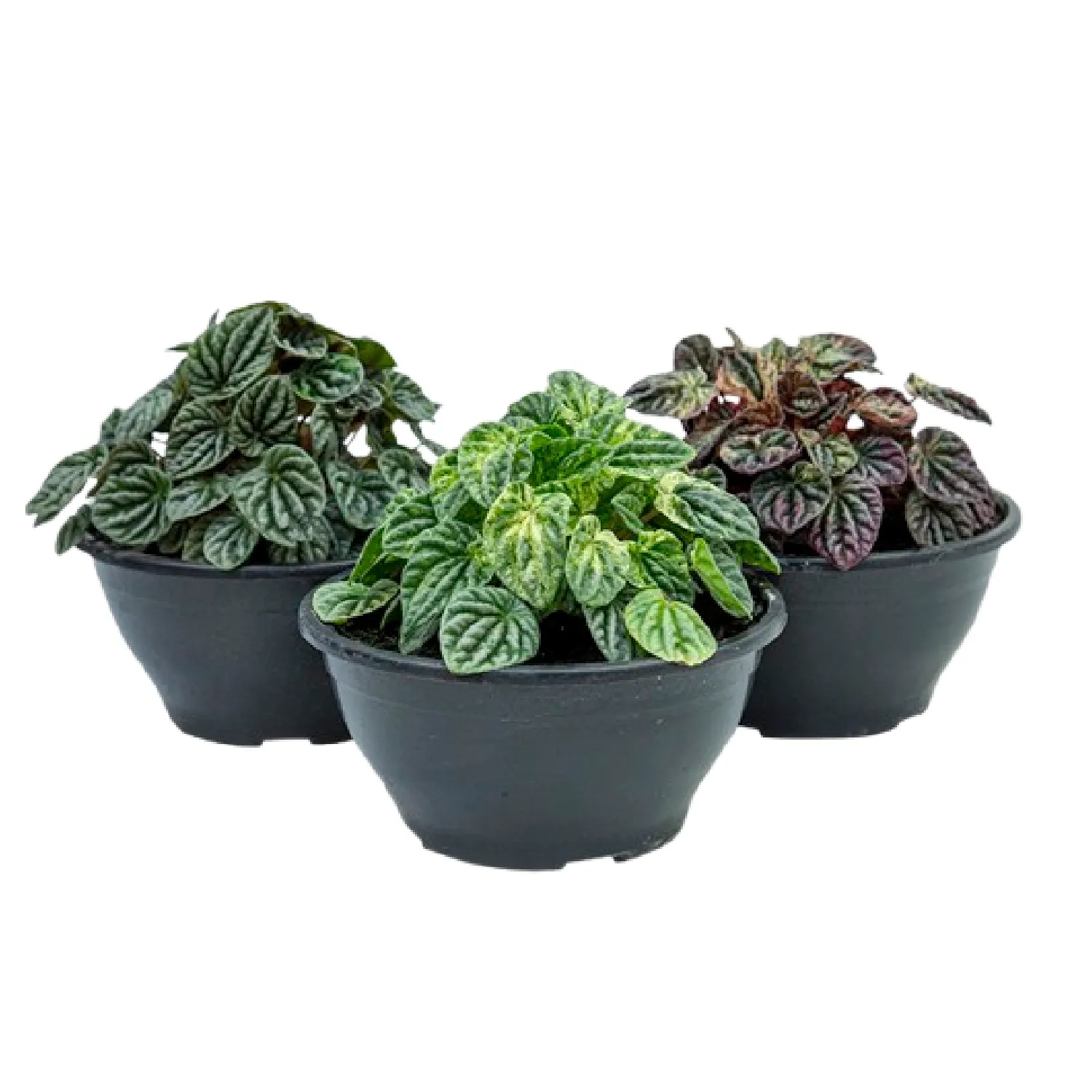 7896553659658-PEPEROMIA-CAPERATA-Cuia-21.webp