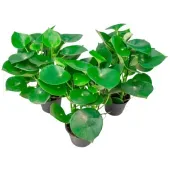 Peperomia Polybotrya Raindrop Pote 14