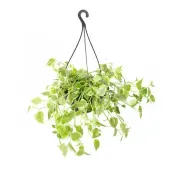 Peperomia Scandens Planta Natural Cuia 25