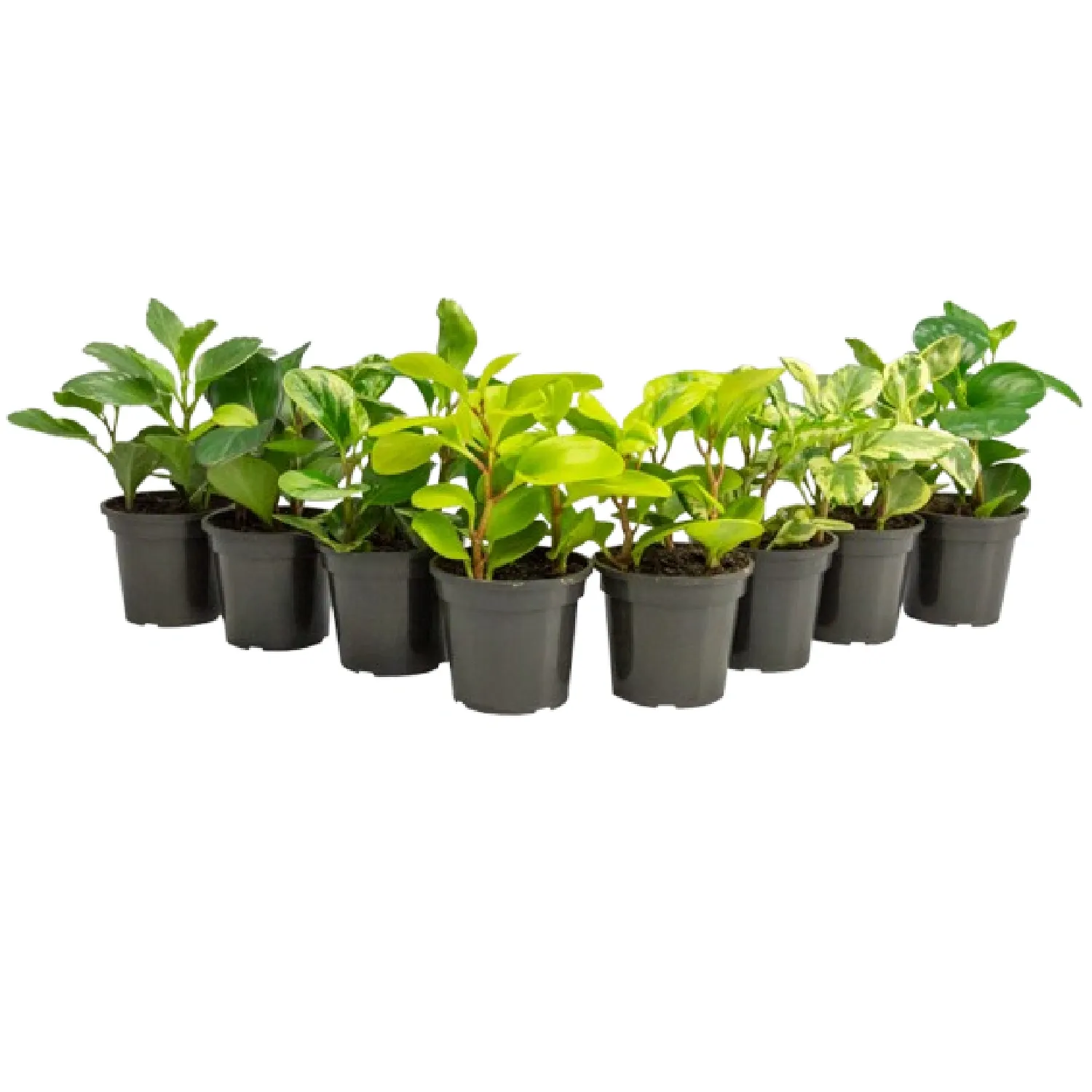 7890291479165-PEPEROMIA-VARIADA-Pote-13.webp