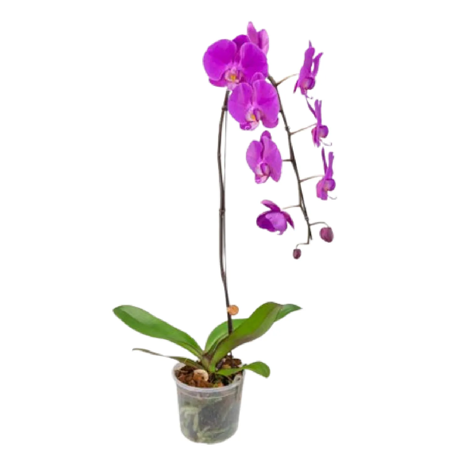 7890291470223-PHALAENOPSIS-CASCATA-ROSA-MIN-8-FLORES---Pote-15.webp