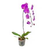 Phalaenopsis Cascata Rosa Mini 8 Flores Pote 15